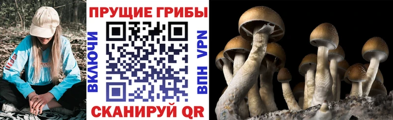 сайты даркнета официальный сайт  где купить наркотик  Карабаново  Галлюциногенные грибы Psilocybe 